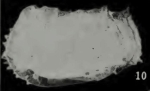 Bradleya multicostata Ruan & Hao, 1988