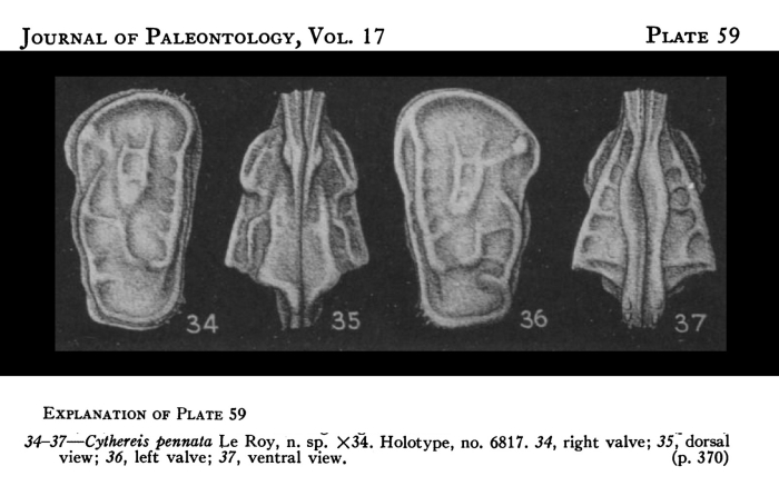 Cythereis pennata Le Roy, 1943 - Holotype from the original description