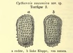 Cythereis saxonica Lienenklaus, 1900 from the original description