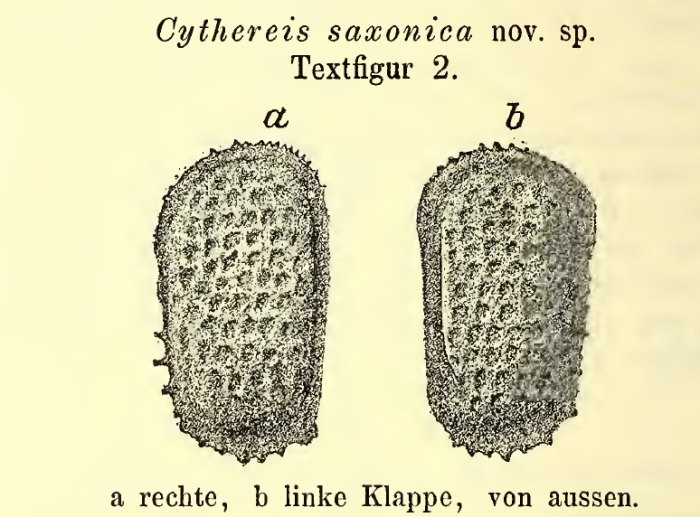 Cythereis saxonica Lienenklaus, 1900 from the original description