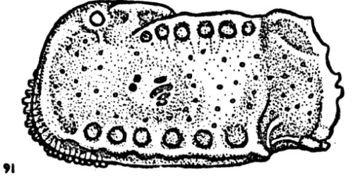 Bradleya semiarata semiarata Hornibrook, 1952 - Holotype - original description