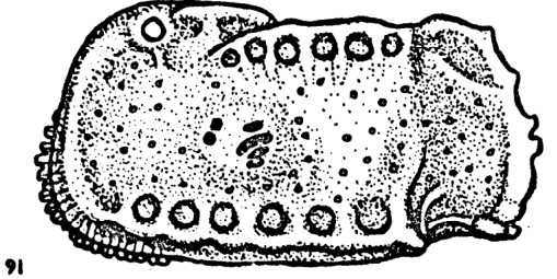 Bradleya semiarata semiarata Hornibrook, 1952 - Holotype - original description