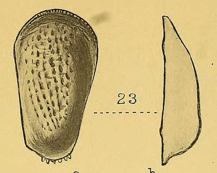 Bradleya sweeti (Chapman, 1910) - Holotype