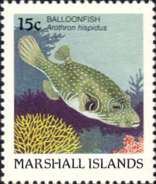 Arothron hispidus Arothron hispidus