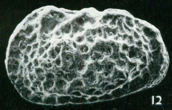 Bradleya tessalitensis Apostolescu, 1961: Holotype