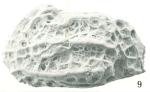 Cythereis (Pterygocythereis) telisaensis Le Roy, 1939: Holotype