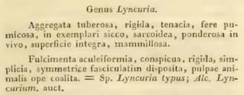 Lyncuria Nardo, 1834 description