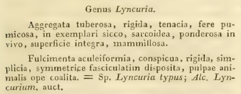 Lyncuria Nardo, 1834 description