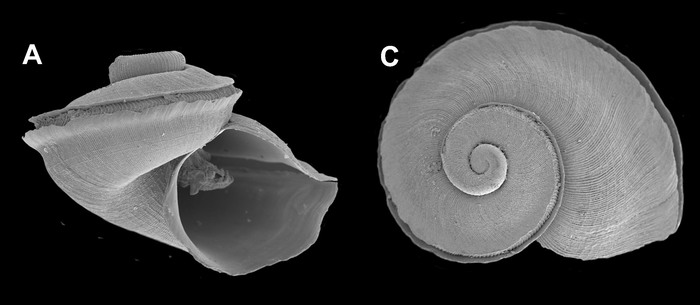 Anatoma balgimae Utrilla & Gofas, 2024, syntype 1 from Strait of Gibraltar, 580 m (diameter 1.59 mm) Anatoma balgimae Utrilla & Gofas, 2024, syntype 1 from Strait of Gibraltar, 580 m (diameter 1.59 mm)
