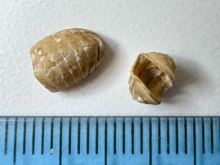 Leptochiton arcticus - pair Leptochiton arcticus - pair