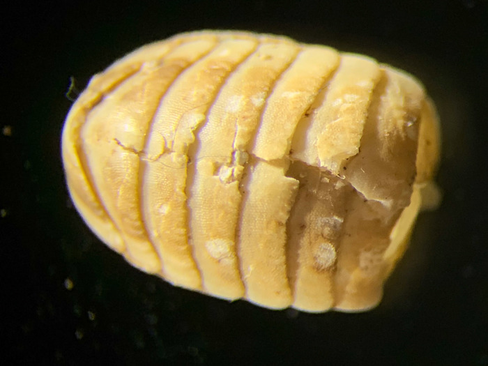Leptochiton arcticus - dorsal view Leptochiton arcticus - dorsal view