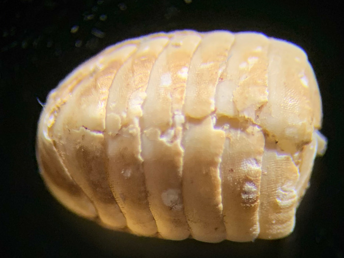 Leptochiton arcticus - dorsal view (small one) Leptochiton arcticus - dorsal view (small one)