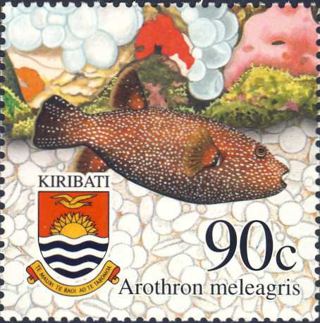 Arothron meleagris