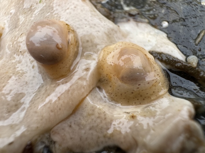 Marsenina stearnsii Marsenina stearnsii