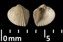 http://coldb.mnhn.fr/catalognumber/mnhn/f/j04639