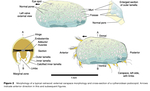 Ostracoda - Morphology of a typical ostracod (Horne, 2005)