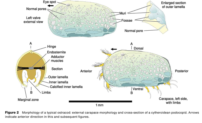 Ostracoda - Morphology of a typical ostracod (Horne, 2005)