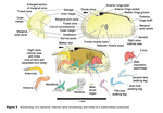 Ostracoda - "Morphology of a ostracod: internal valve morphology and limbs of a cytheroidean podocopid" (Horne, 2005)