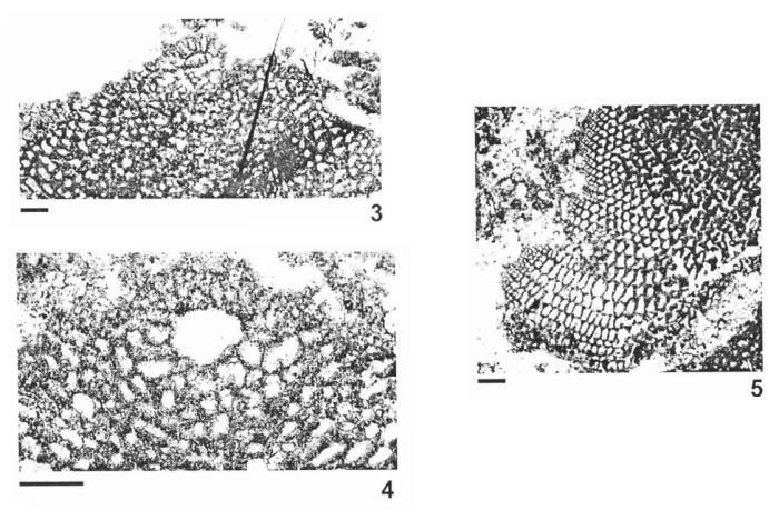 Orbitolina sefini Henson, 1948