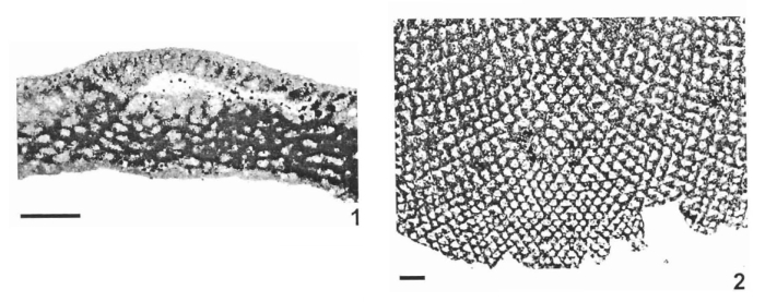 Orbitolina hensoni Simmons, Whittaker & Jones, 2000