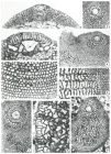 Orbitolina duranddelgai Schroeder, 1972