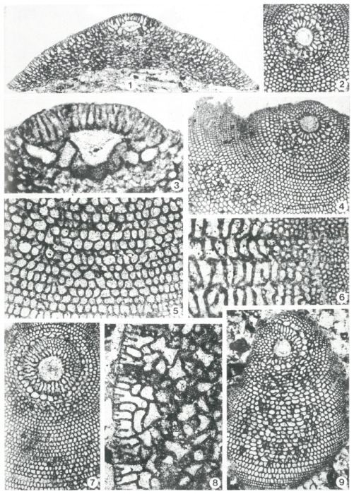 Orbitolina duranddelgai Schroeder, 1972 Orbitolina duranddelgai Schroeder, 1972