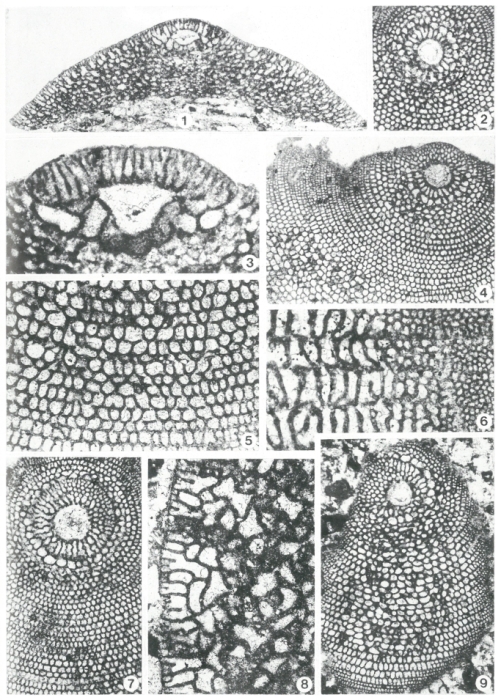 Orbitolina duranddelgai Schroeder, 1972