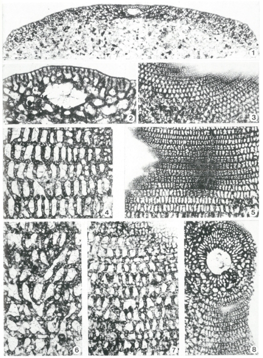 Orbitolina concava (Lamarck, 1816) Orbitolina concava (Lamarck, 1816)