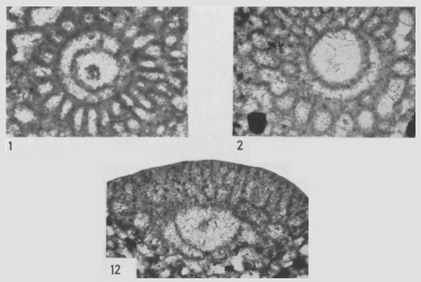 Orbitolina (Orbitolina) concava subsp. pauIetensis Schroeder, 1962