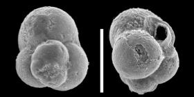 Mermaidogerina loopae Apthorpe, 2020