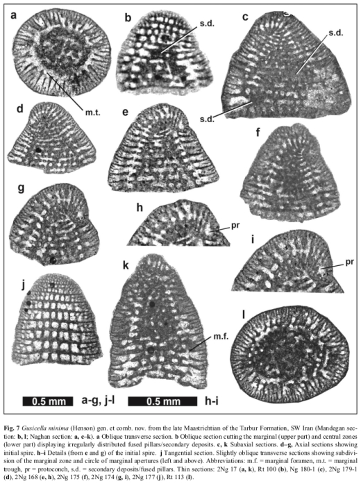 Gusicella minima (Henson, 1948)