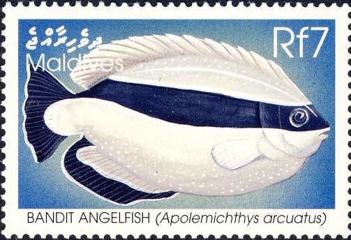 Apolemichthys arcuatus Apolemichthys arcuatus