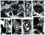 Ramalhoa adherens (Ramalho, 2015)