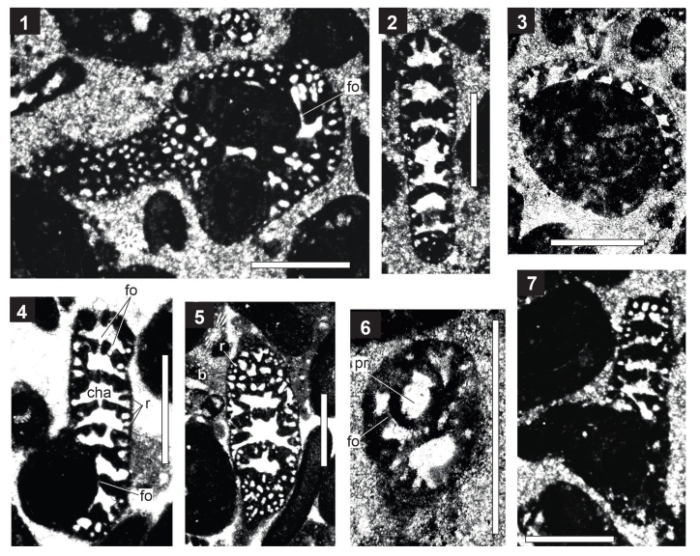 Ramalhoa adherens (Ramalho, 2015) Ramalhoa adherens (Ramalho, 2015)