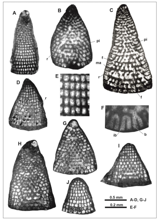 Robinsoniella jamaicaensis Schlagintweit in Schlagintweit & Mitchell, 2022