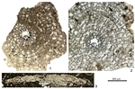 Bigaella orbitoidiformis Özcan, Mitchell, Pignatti, Simmons & Yücel, 2022