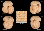 Globigerinoides rublobatus Latas, Pearson, Poole, Fabbrini & Wade, 2023