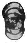 Endothyra magna Grozdilova & Lebedeva, 1954