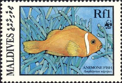 Amphiprion nigripes Amphiprion nigripes