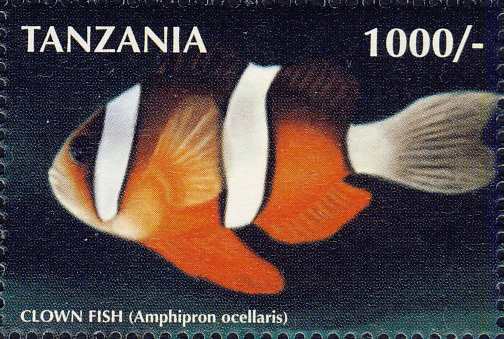 Amphiprion ocellaris