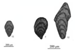 Ichthyofrondina ornata (Miklukho-Maklay, 1954)