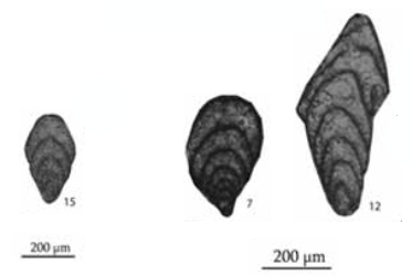 Ichthyofrondina ornata (Miklukho-Maklay, 1954) Ichthyofrondina ornata (Miklukho-Maklay, 1954)