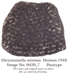 Dictyoconella minima Henson, 1948