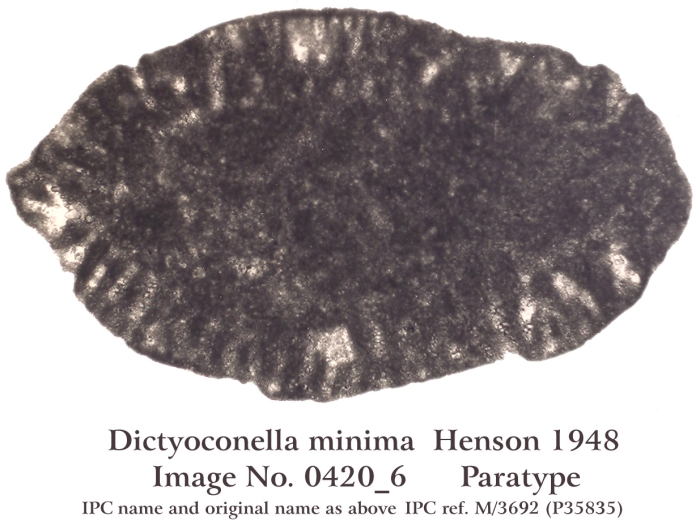 Dictyoconella minima Henson, 1948