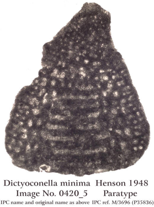 Dictyoconella minima Henson, 1948