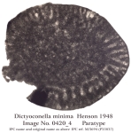 Dictyoconella minima Henson, 1948