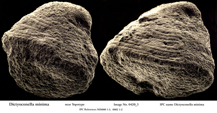 Dictyoconella minima Henson, 1948