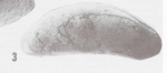 Macrocyprididae