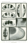 Holotype of Macrocyprina propinqua Triebel, 1960