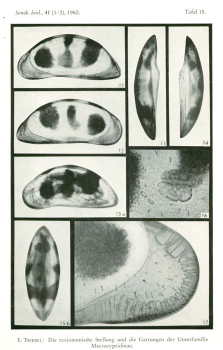Holotype of Macrocyprina propinqua Triebel, 1960 Holotype of Macrocyprina propinqua Triebel, 1960